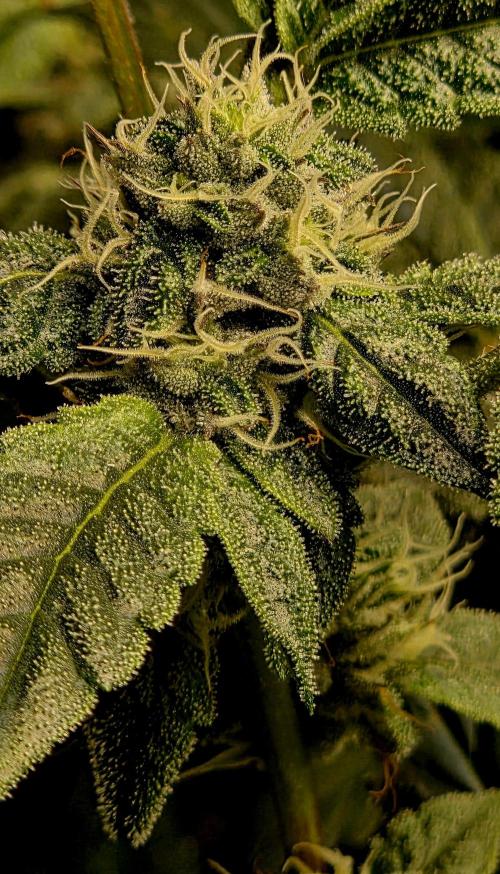 Humboldt DIY DWC. Week 12 - Guzzlerz =)