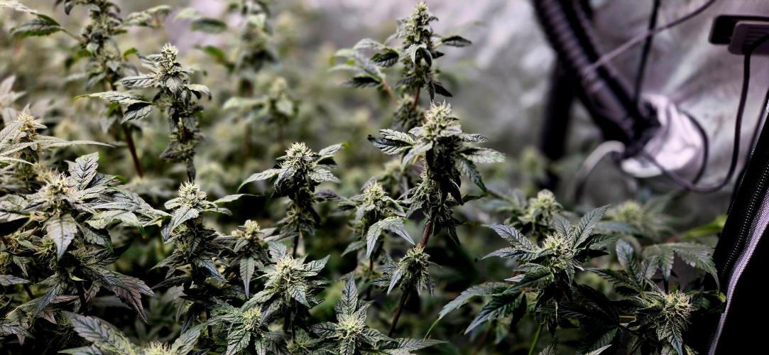 Humboldt DIY DWC. Week 12 - NotoriousTHC