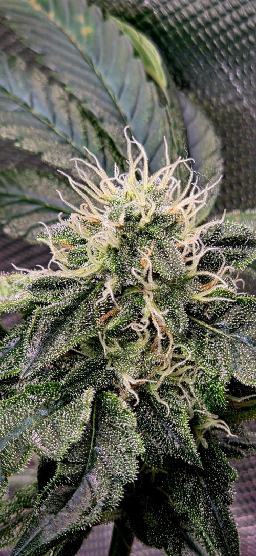 Humboldt DIY DWC. Week 12 - NTHC =)