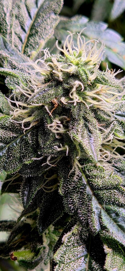 Humboldt DIY DWC. Week 12 - NTHC =)