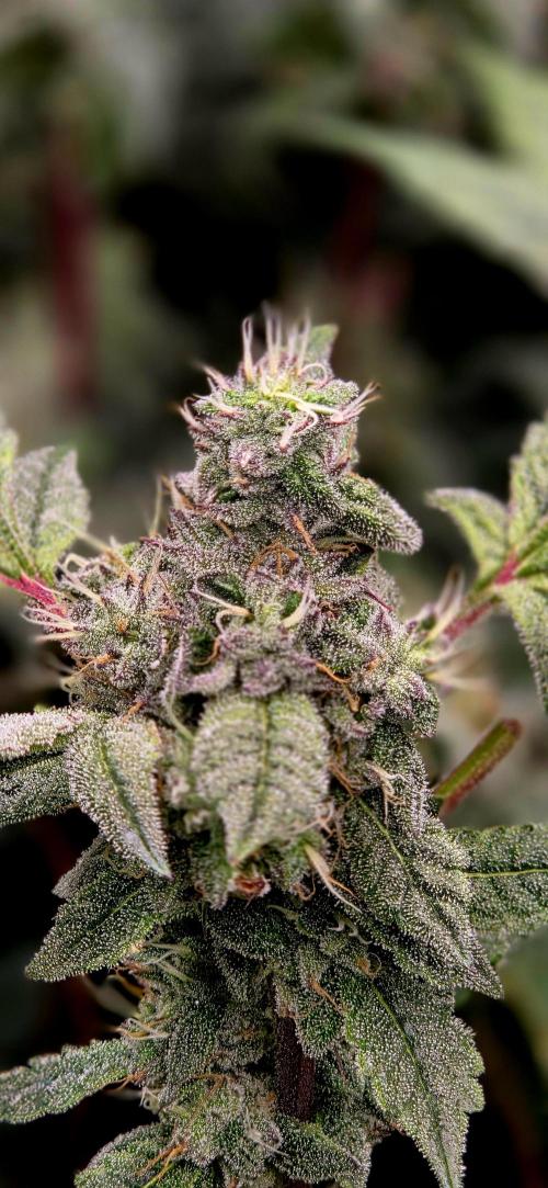 Humboldt DIY DWC. Week 12 - Purpz =)