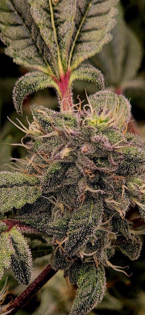 Humboldt DIY DWC. Week 12 - Purpz =)