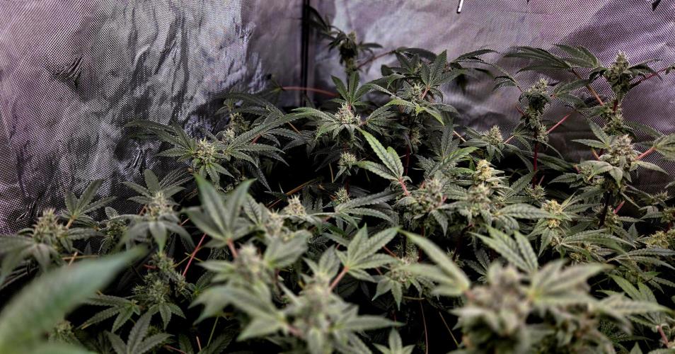 Humboldt DIY DWC. Week 12 - Purpz