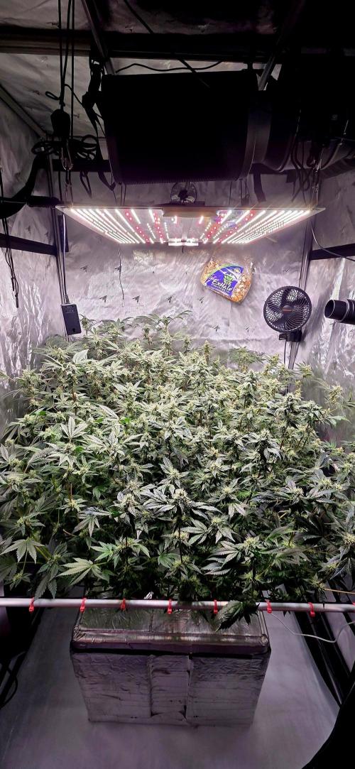 Humboldt DIY DWC. Week 12 - System