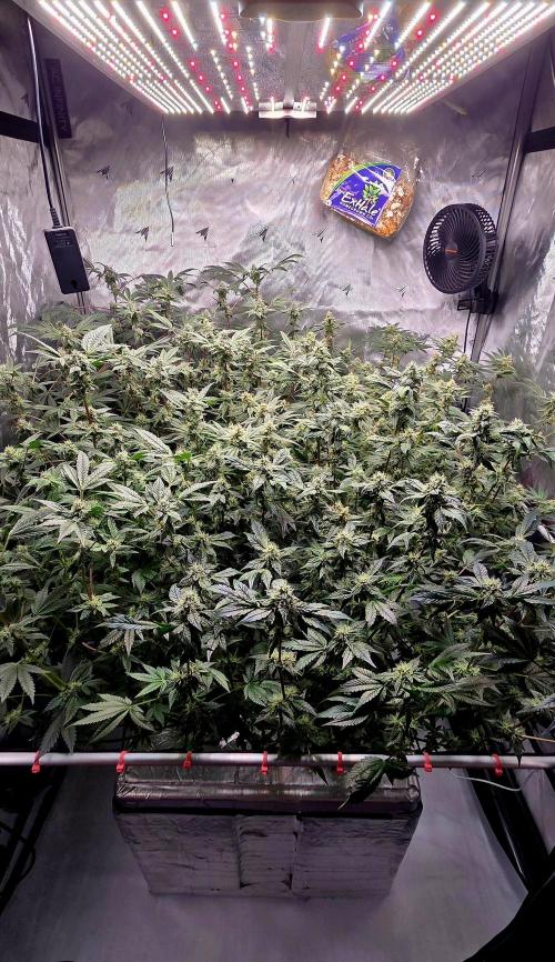 Humboldt DIY DWC. Week 12 - All 4 =)