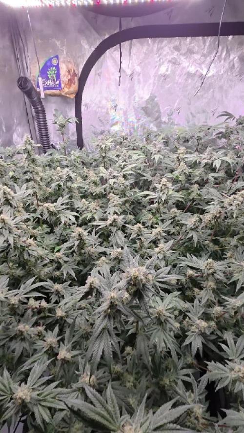 Humboldt DIY DWC