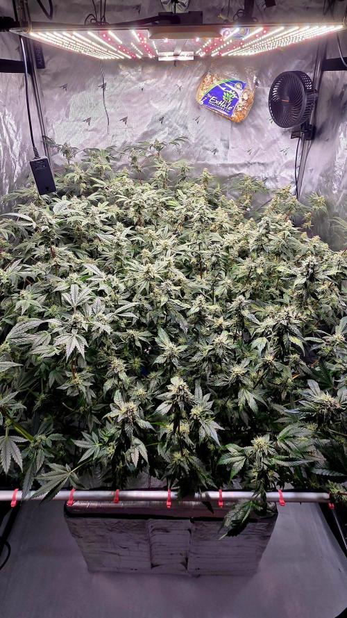 Humboldt DIY DWC. Week 13 - All 4 =)