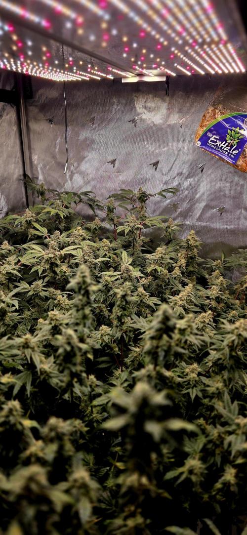 Humboldt DIY DWC. Week 13 - Canopy