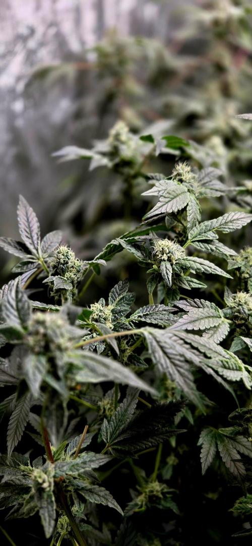 Humboldt DIY DWC. Week 13 - Guzzlerz conor