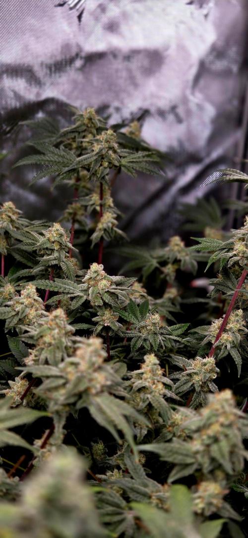 Humboldt DIY DWC. Week 13 - BBCC conor