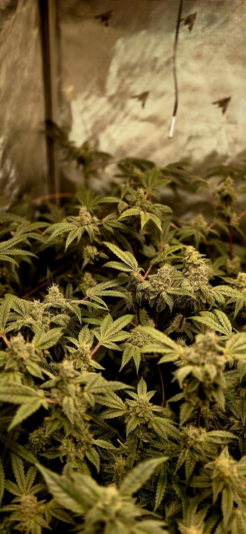 Humboldt DIY DWC. Week 13 - Purpz conor