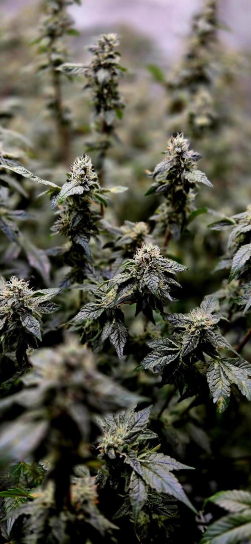 Humboldt DIY DWC. Week 13 - Notorious Conor