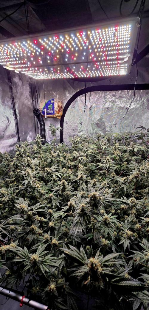 Humboldt DIY DWC. Week 13 - system =)