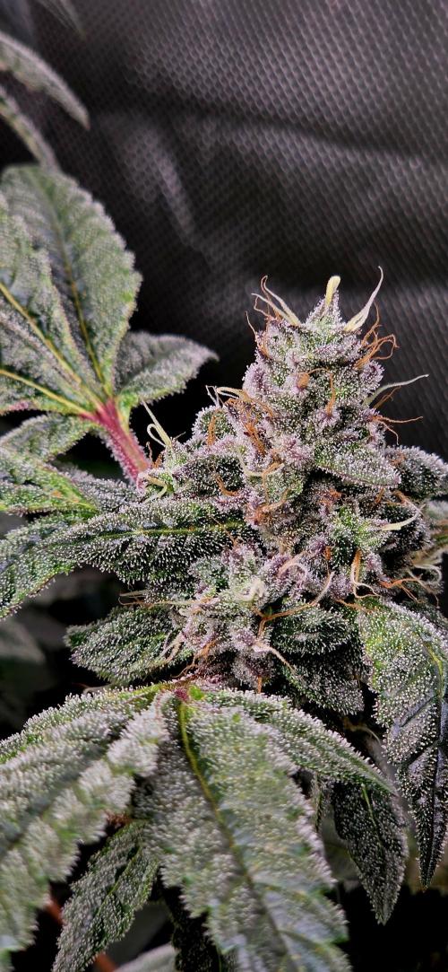 Humboldt DIY DWC. Week 13 - Purpz =)