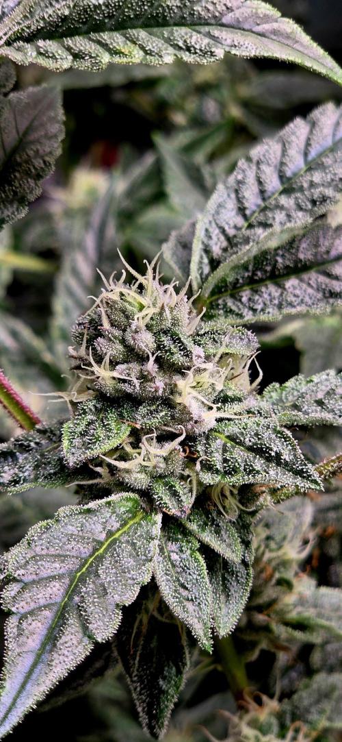 Humboldt DIY DWC. Week 13 - Guzzlerz =)