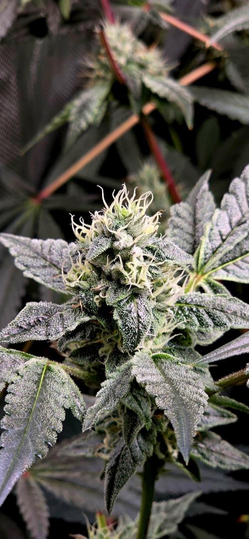 Humboldt DIY DWC. Week 13 - Guzzlerz makro =)