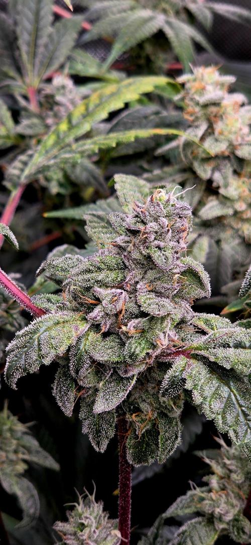 Humboldt DIY DWC. Week 13 - Purpz makro =)