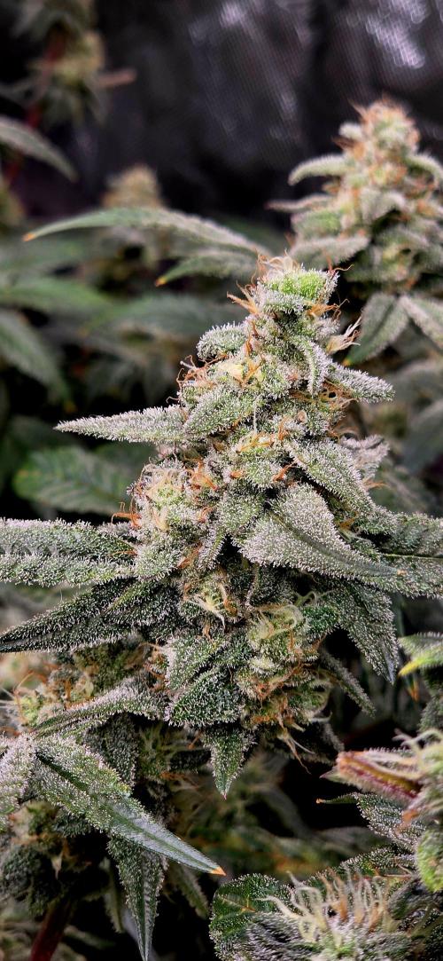 Humboldt DIY DWC. Week 13 - BBCC =)