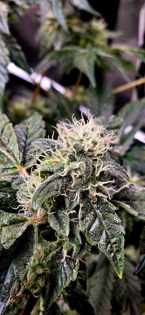 Humboldt DIY DWC. Week 13 - my poor baby Notorious =D