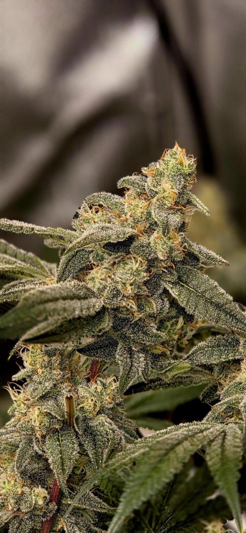 Humboldt DIY DWC. Week 13 - Blueberry Cupcake makro =)