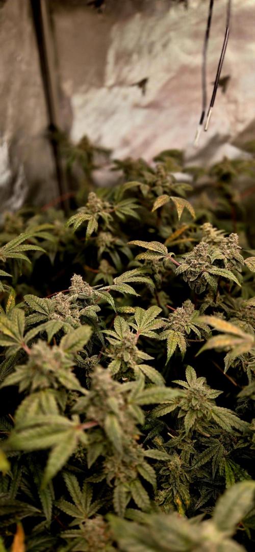 Humboldt DIY DWC. Week 14 - Some Buds (Purpz)