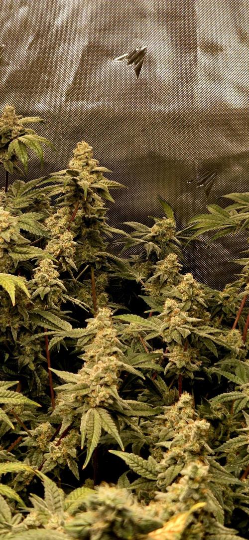 Humboldt DIY DWC. Week 14 - more Buds (BBCC)