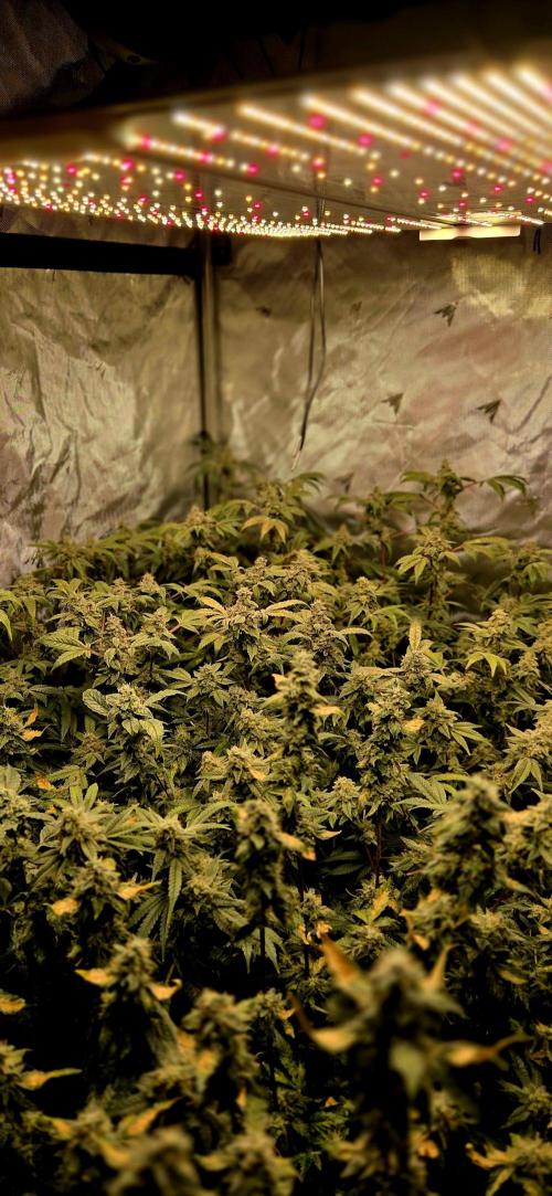 Humboldt DIY DWC. Week 14 - Canopy