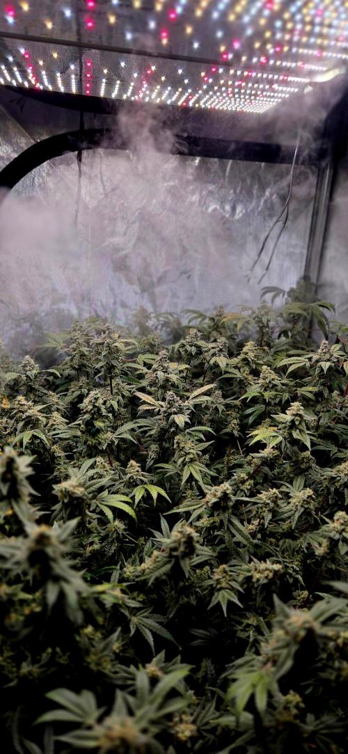 Humboldt DIY DWC. Week 14 - Canopy