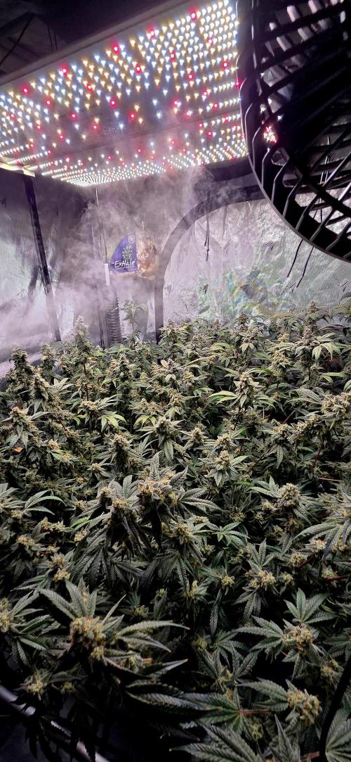 Humboldt DIY DWC. Week 14 - All 4