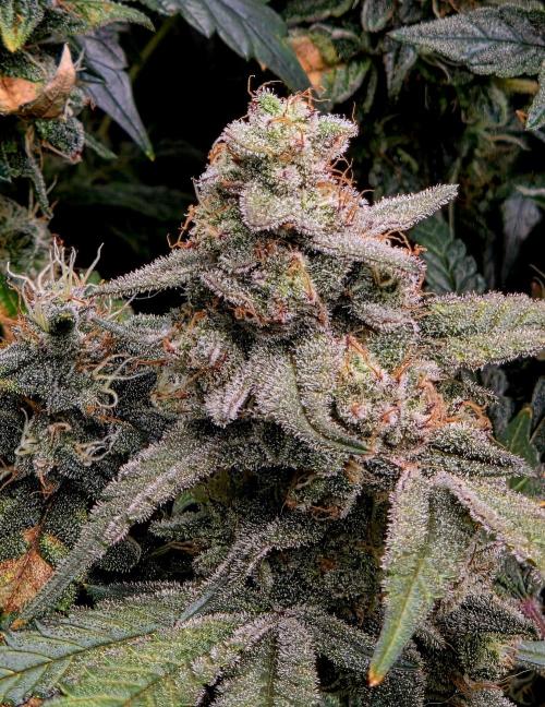 Humboldt DIY DWC. Week 14 - Blueberry Cupcake =)