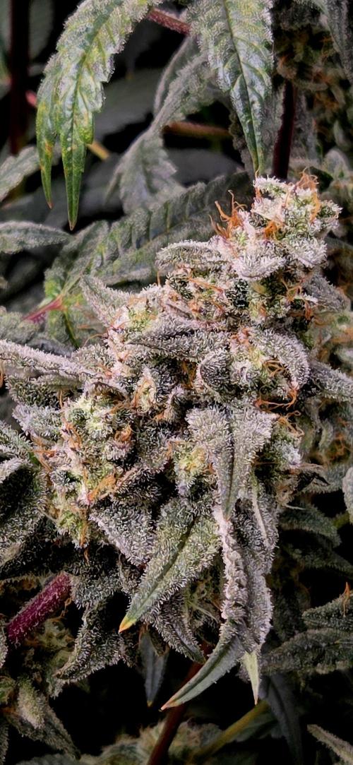 Humboldt DIY DWC. Week 14 - BBCC