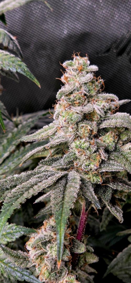 Humboldt DIY DWC. Week 14 - BBCC