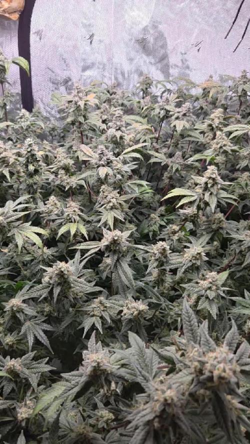 Humboldt DIY DWC