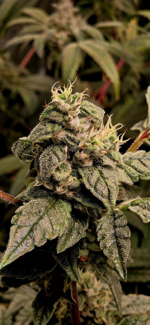 Humboldt DIY DWC. Week 14 - Guzzlerz =)