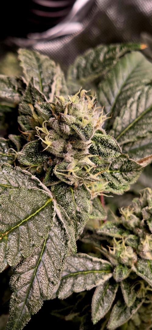 Humboldt DIY DWC. Week 14 - Guzzlerz