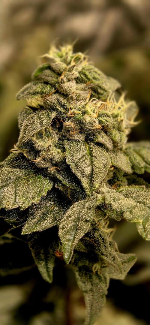 Humboldt DIY DWC. Week 14 - Guzzlerz