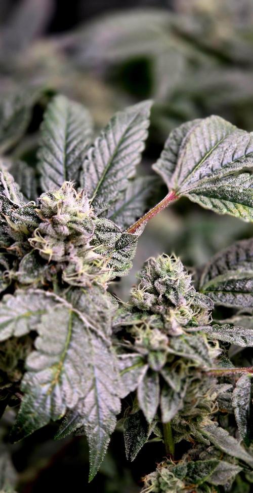 Humboldt DIY DWC. Week 14 - Guzzlerz