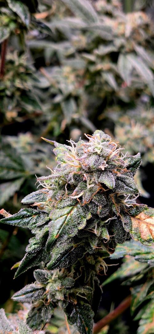 Humboldt DIY DWC. Week 14 - Notorious Thc =)