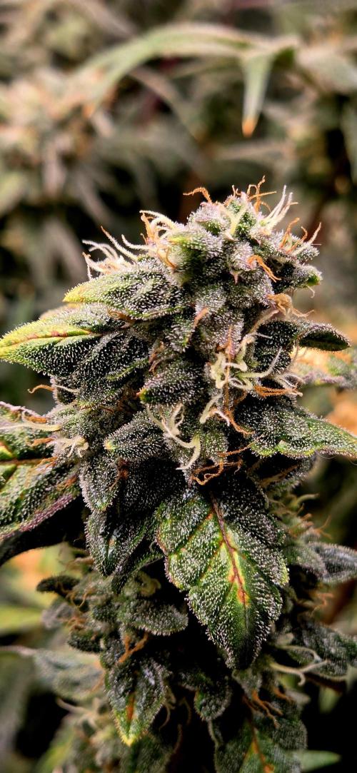 Humboldt DIY DWC. Week 14 - Notorious