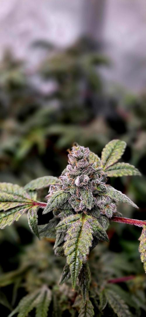 Humboldt DIY DWC. Week 14 - Purpz