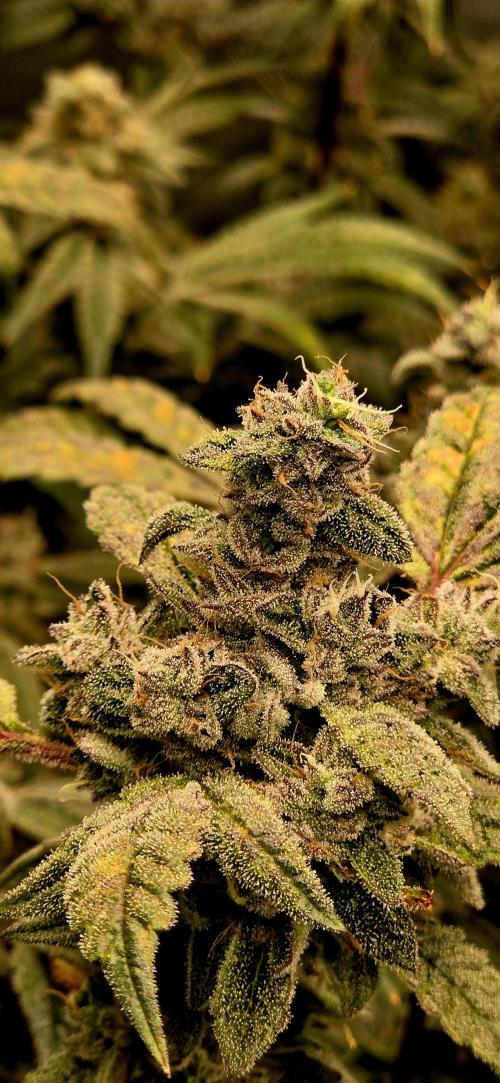 Humboldt DIY DWC. Week 14 - Purpz