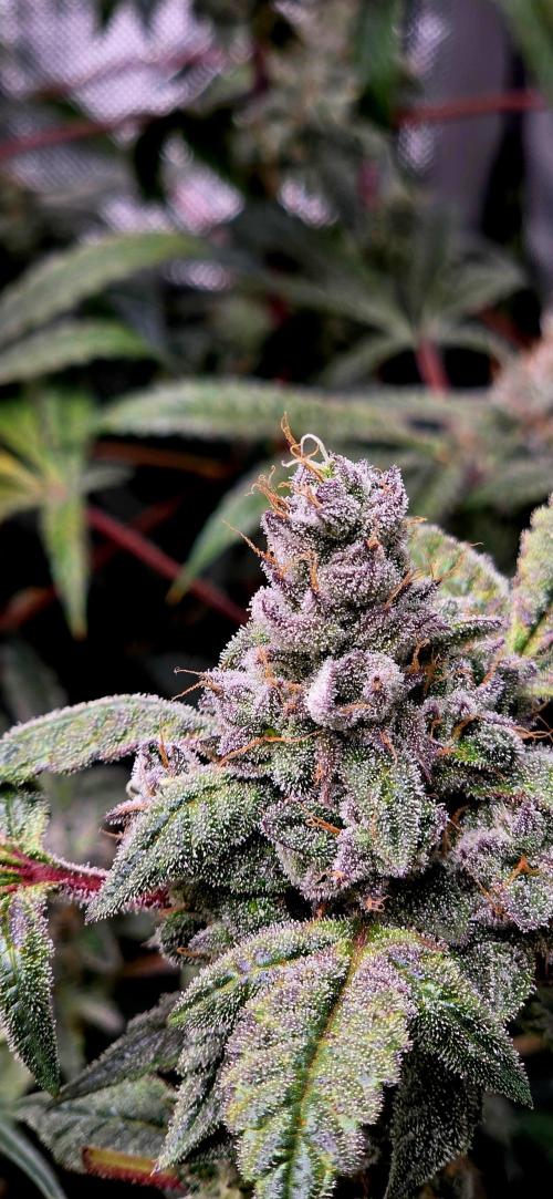 Humboldt DIY DWC. Week 14 - Purpz =)