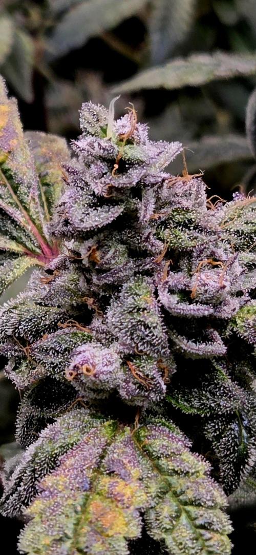 Humboldt DIY DWC. Week 14 - Purpz