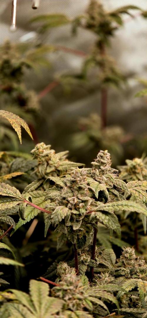 Humboldt DIY DWC. Week 14 - Purpz