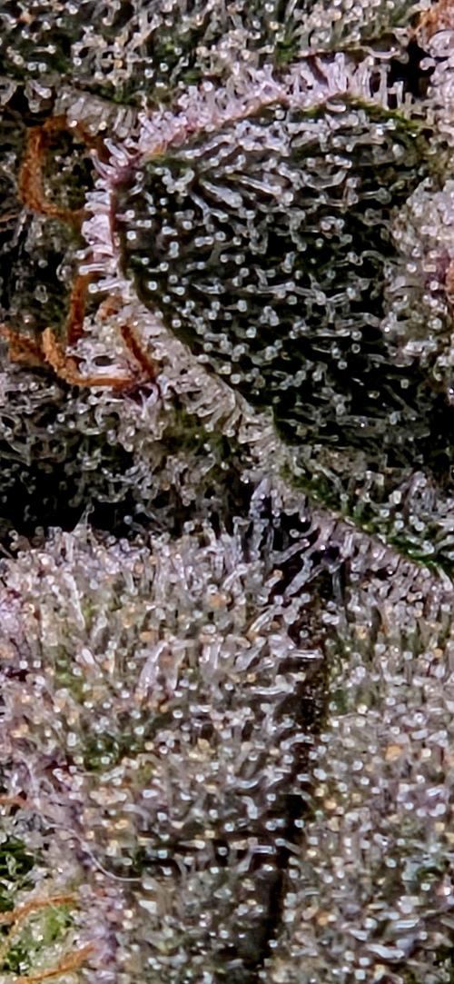 Humboldt DIY DWC. Week 15 - Trichomes Purpz