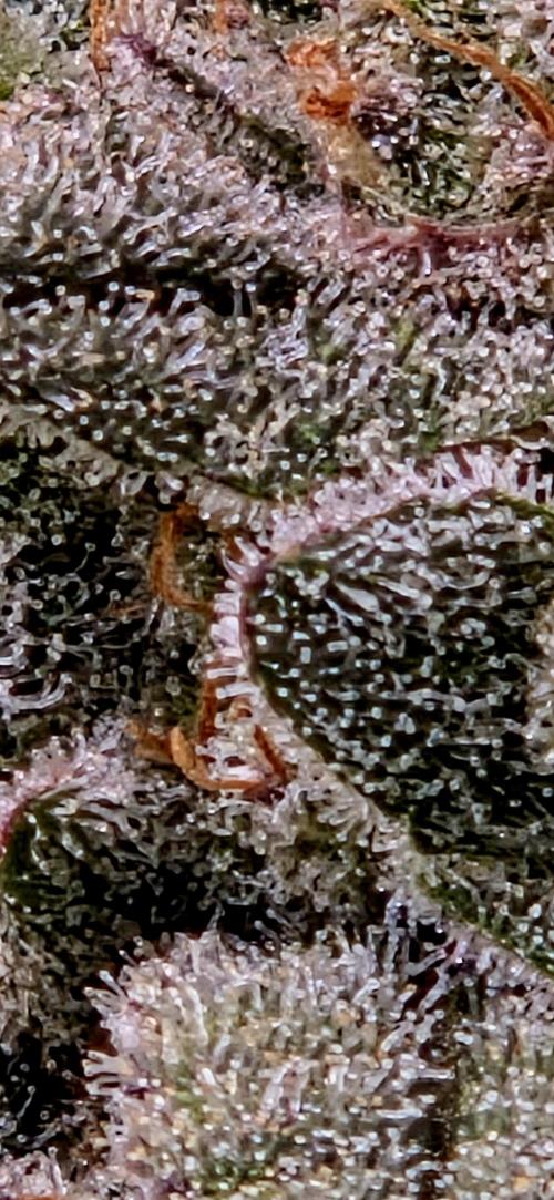 Humboldt DIY DWC. Week 15 - Trichome Purpz