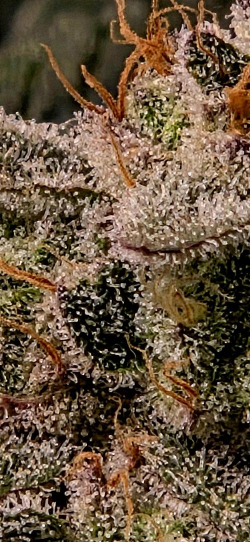 Humboldt DIY DWC. Week 15 - Trichome BBCC