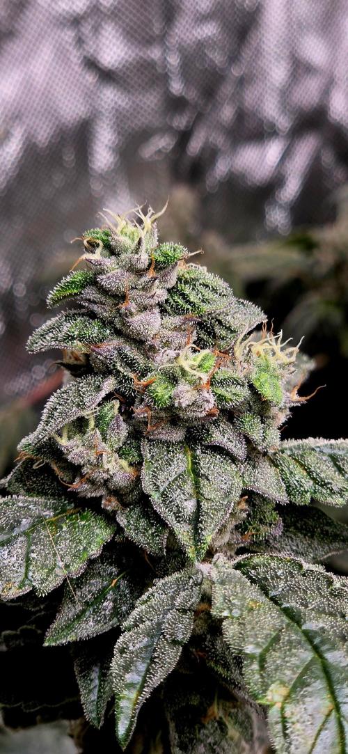 Humboldt DIY DWC. Week 15 - Guzzlerz =)