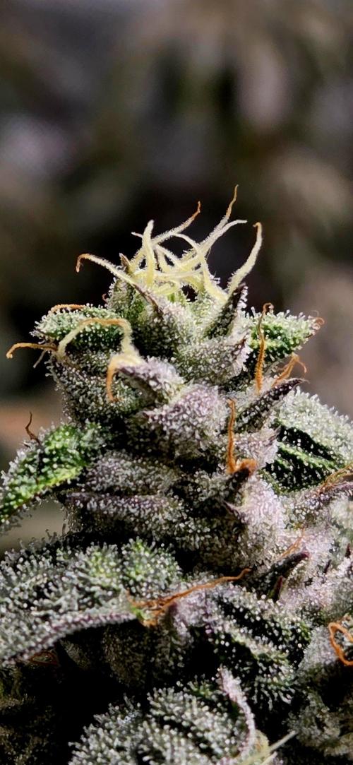 Humboldt DIY DWC. Week 15 - Guzzlerz