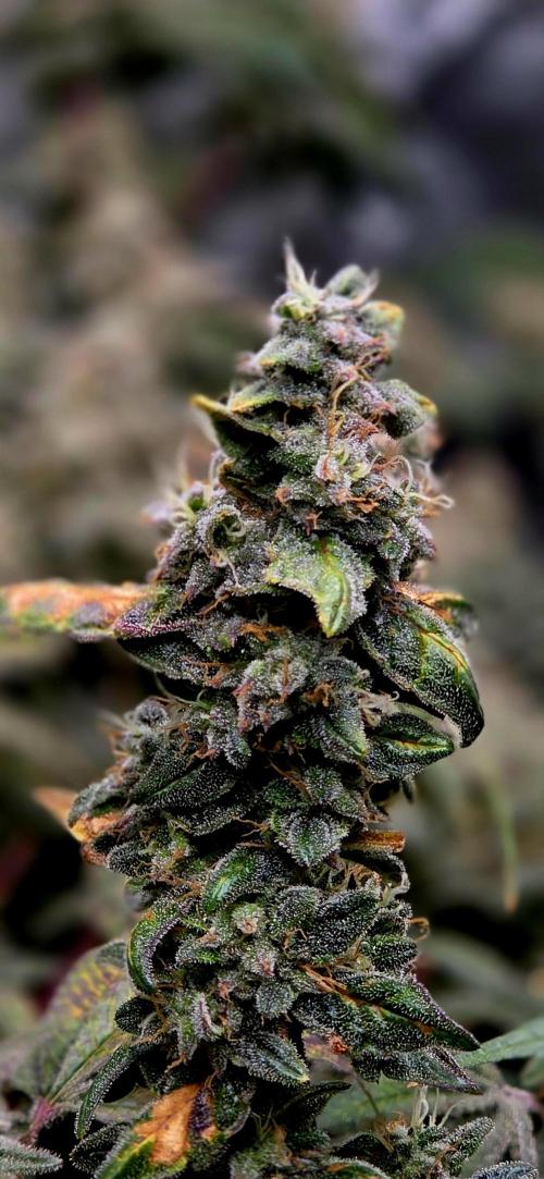 Humboldt DIY DWC. Week 15 - Notorious :D